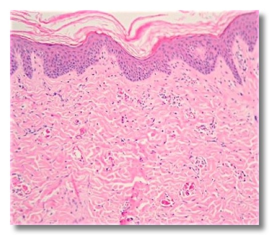 Connective. Muscular. Nervous | Veterinary Histology