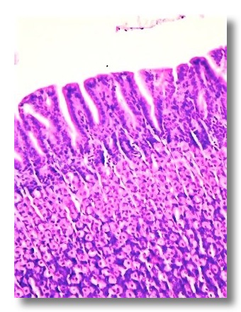 Digestive system II | Veterinary Histology