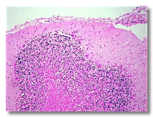 Reproductive. Nervous system. Skin. Eye | Veterinary Histology