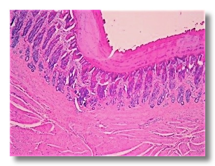 Self-questionnaire | Veterinary Histology