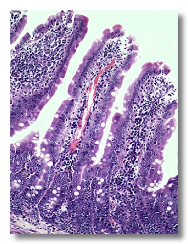 Epithelium and glands | Veterinary Histology