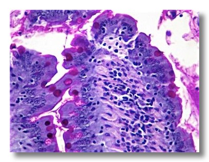 Epithelium and glands | Veterinary Histology