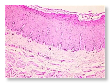 Epithelium and glands | Veterinary Histology